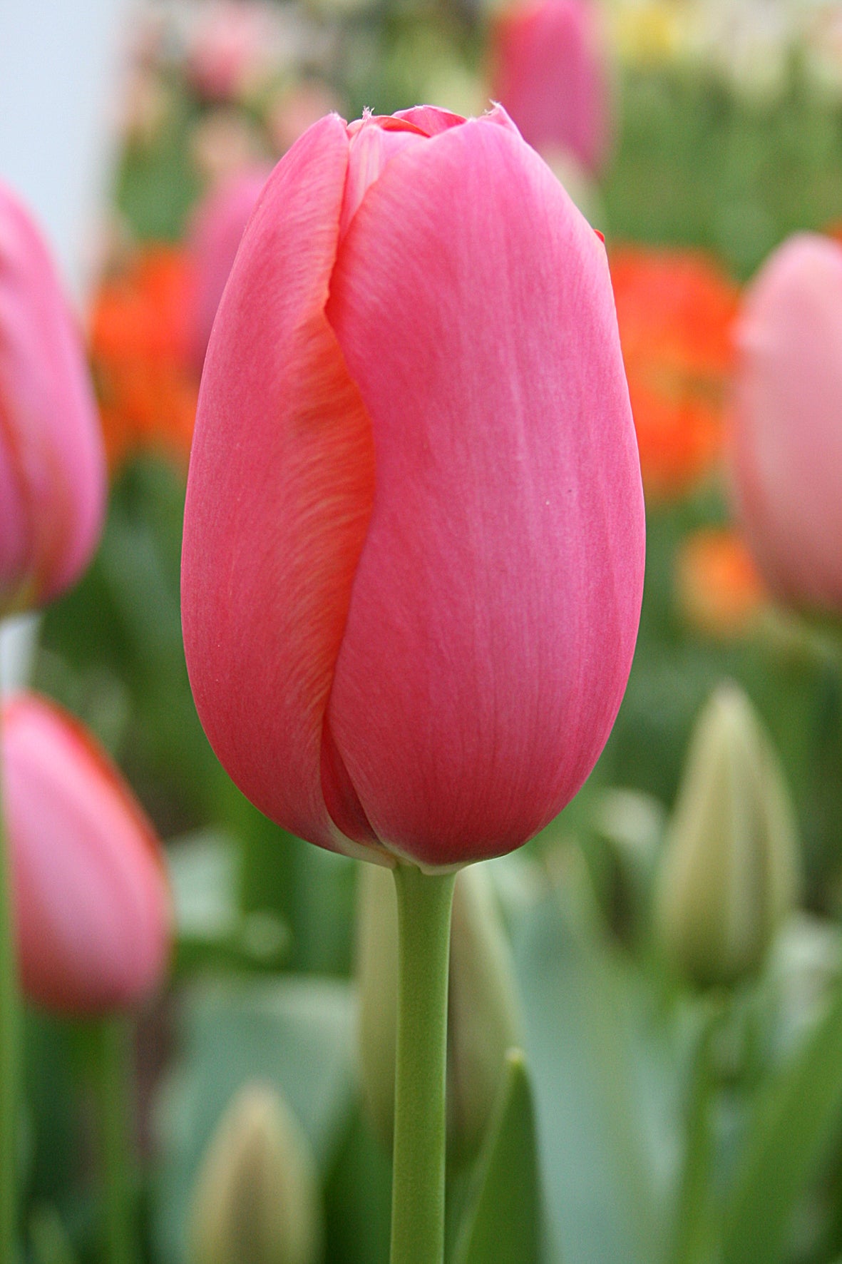 Tulip | Renown (15)