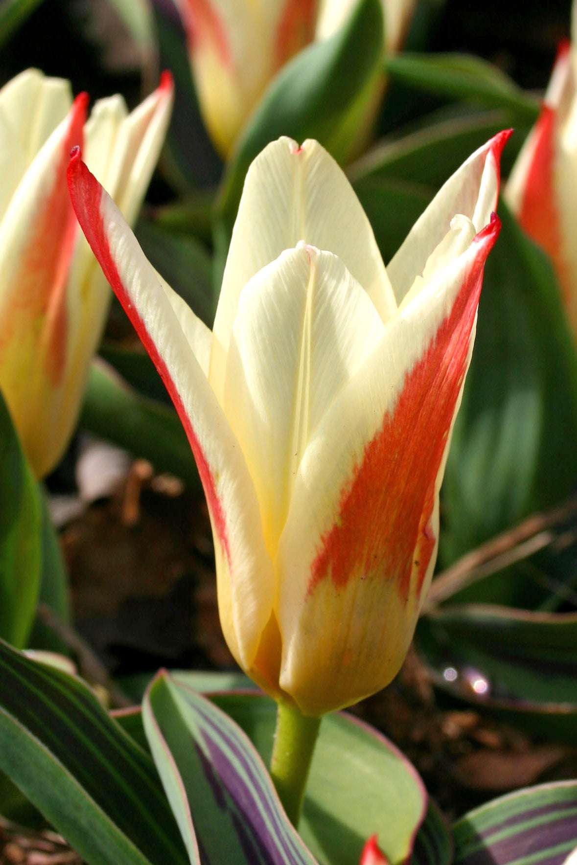 Tulip | The First (15 bulbs)