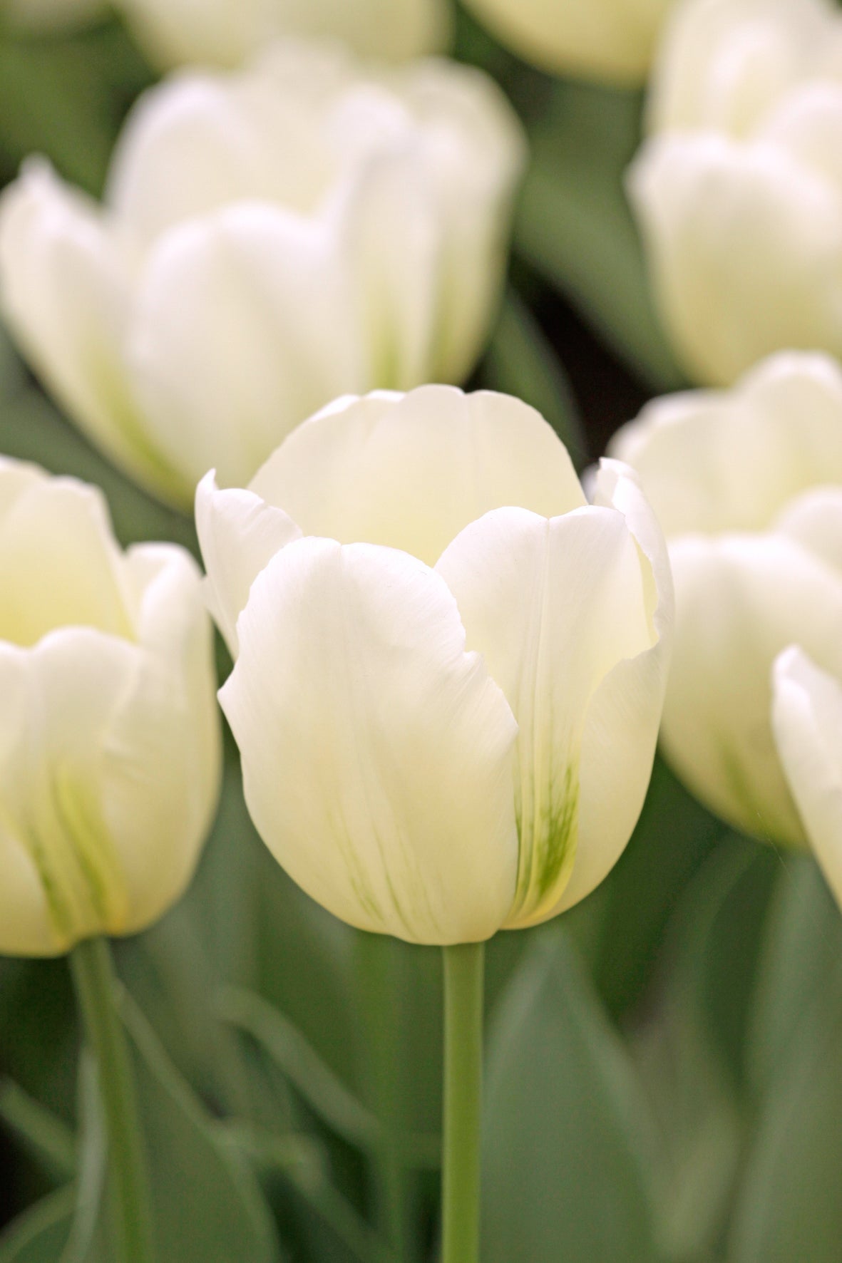 Tulip | Green Spirit (15)