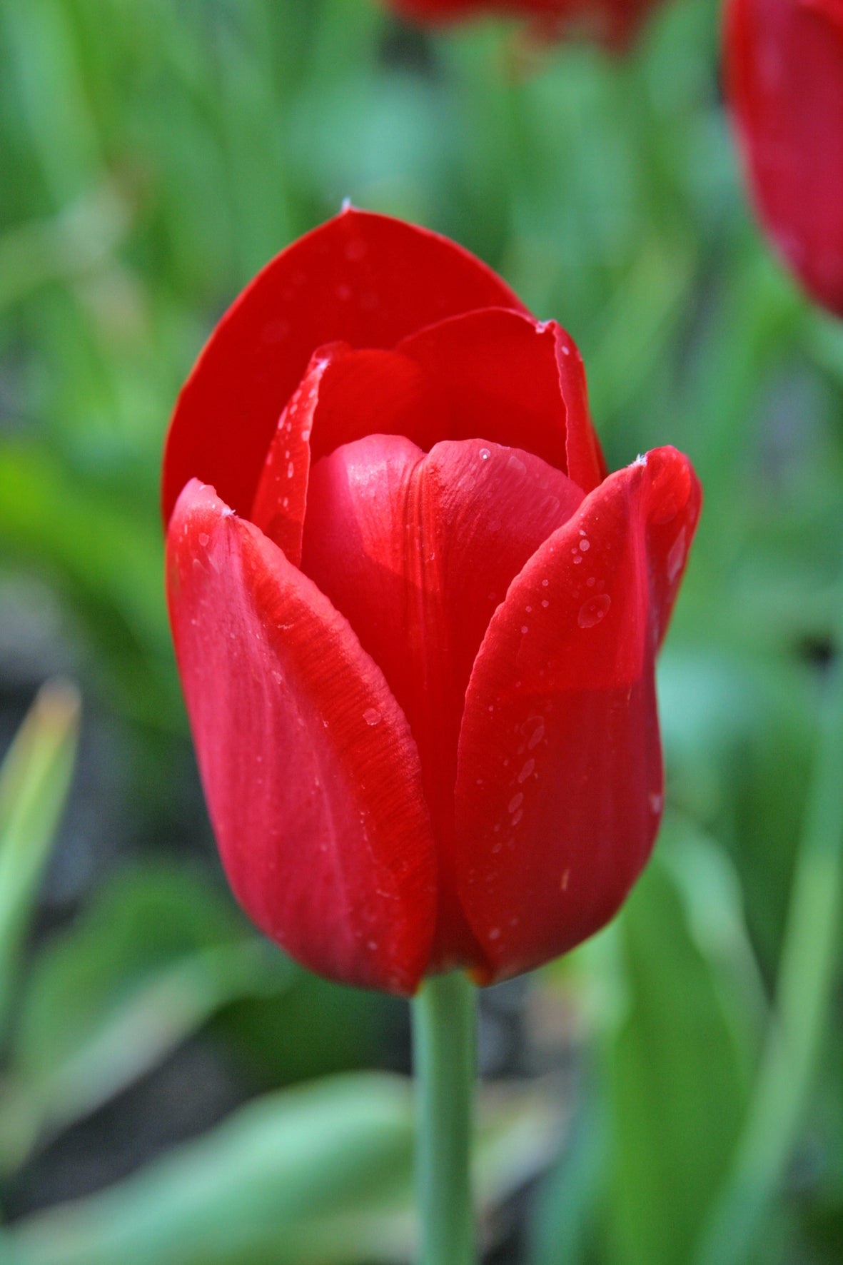 Tulip | Kingsblood (15)