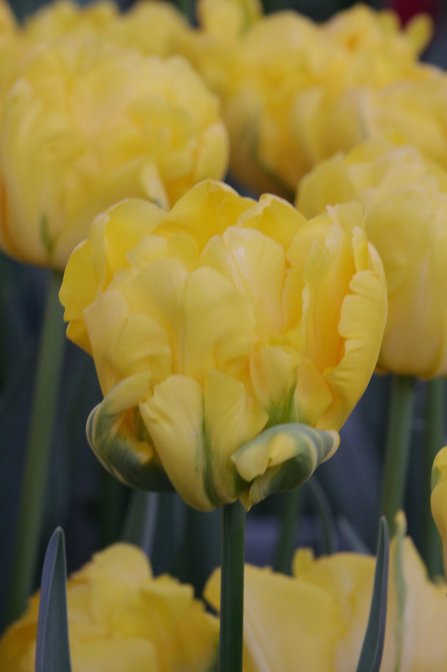 Tulip | Marie Jo (15)