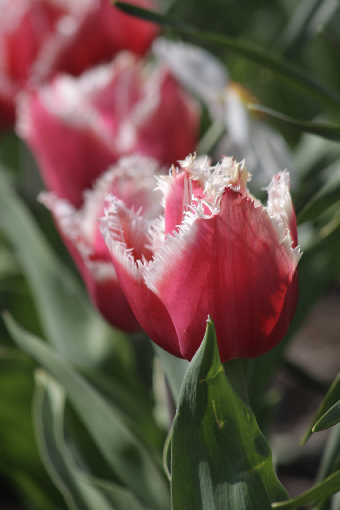 Tulip | New Santa (15)