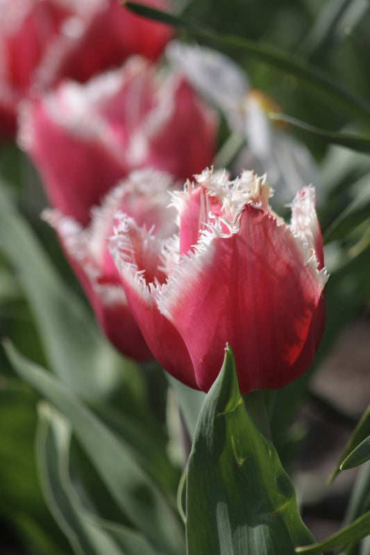Tulip | New Santa (15)