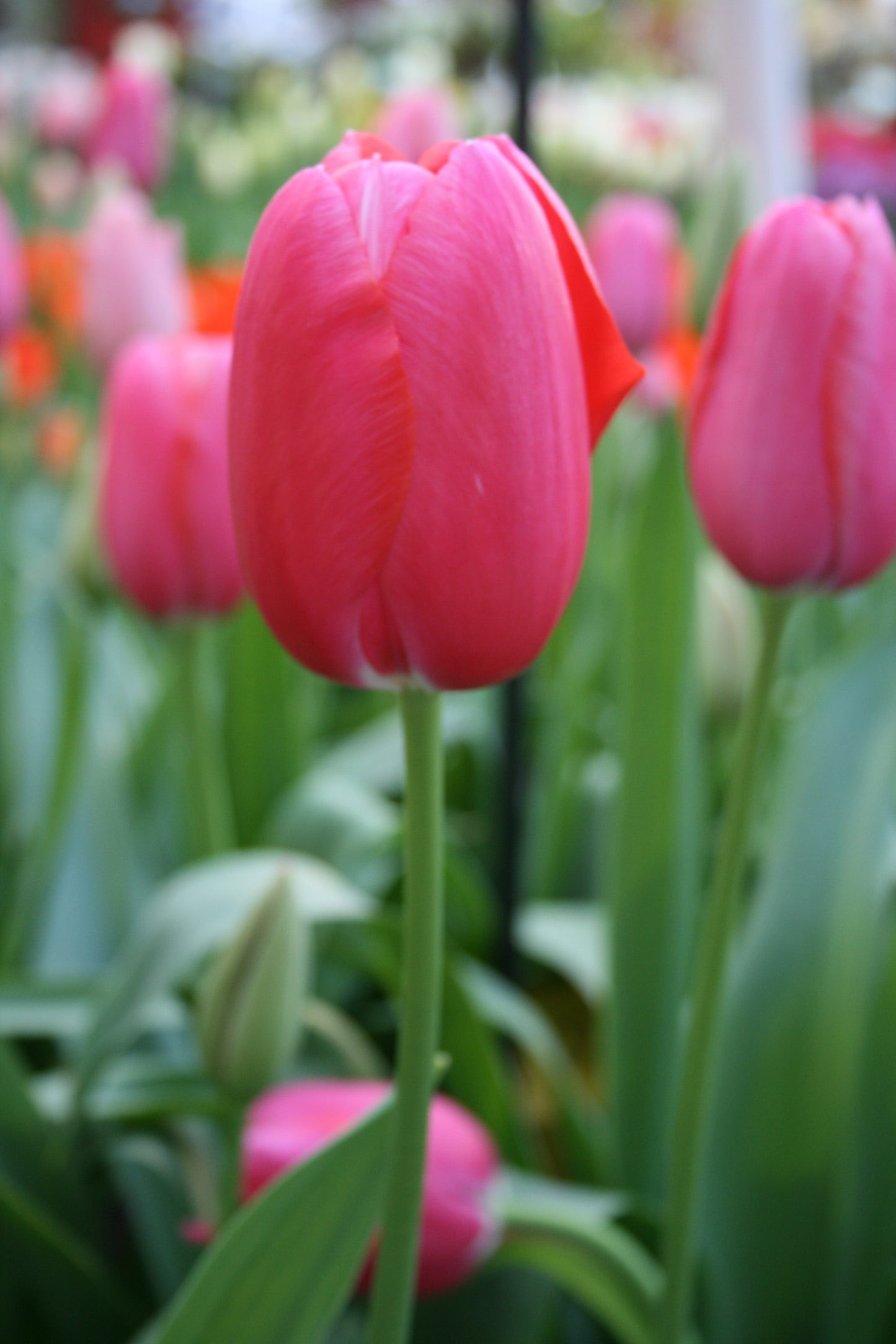 Tulip | Renown (15)