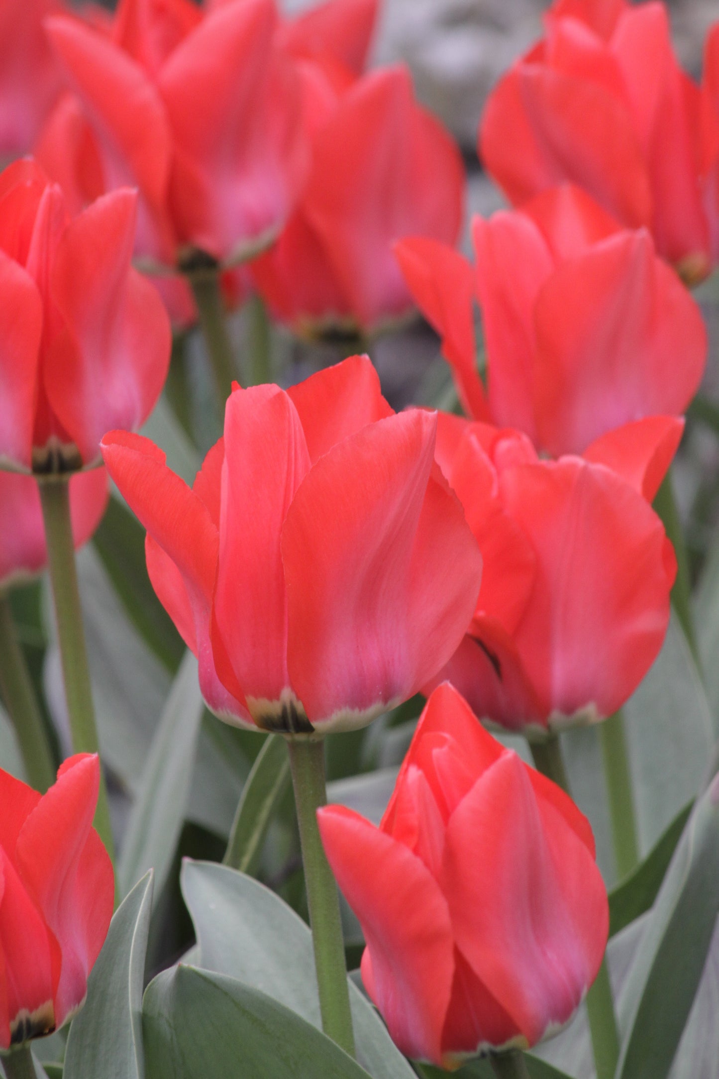 Tulpe | Trauttmansdorff (15)