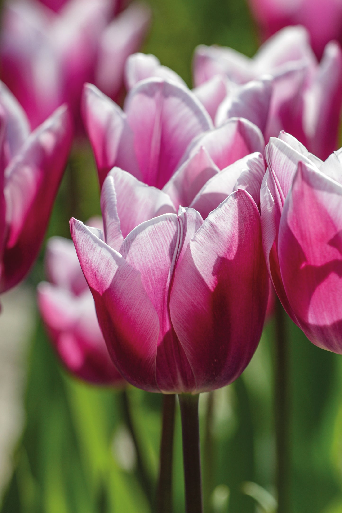 Tulip | Synaeda Blue (15 bulbs)