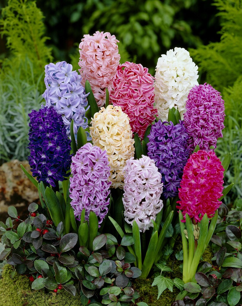 Hyacinth | All Color Mixed (10 bulbs)